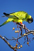 Black-hooded Parakeet