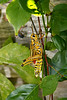 lubber grasshopper
